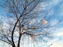 tree-mugged-by-plastic-bags.jpg