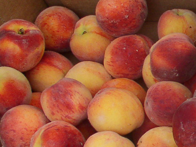 Peaches from the Lexington, MA Tuesday Farmer's Market