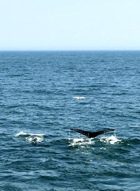 May 2015: the first mother/calf sighting of the season. Pallet is 25 years old and this is her eighth baby.